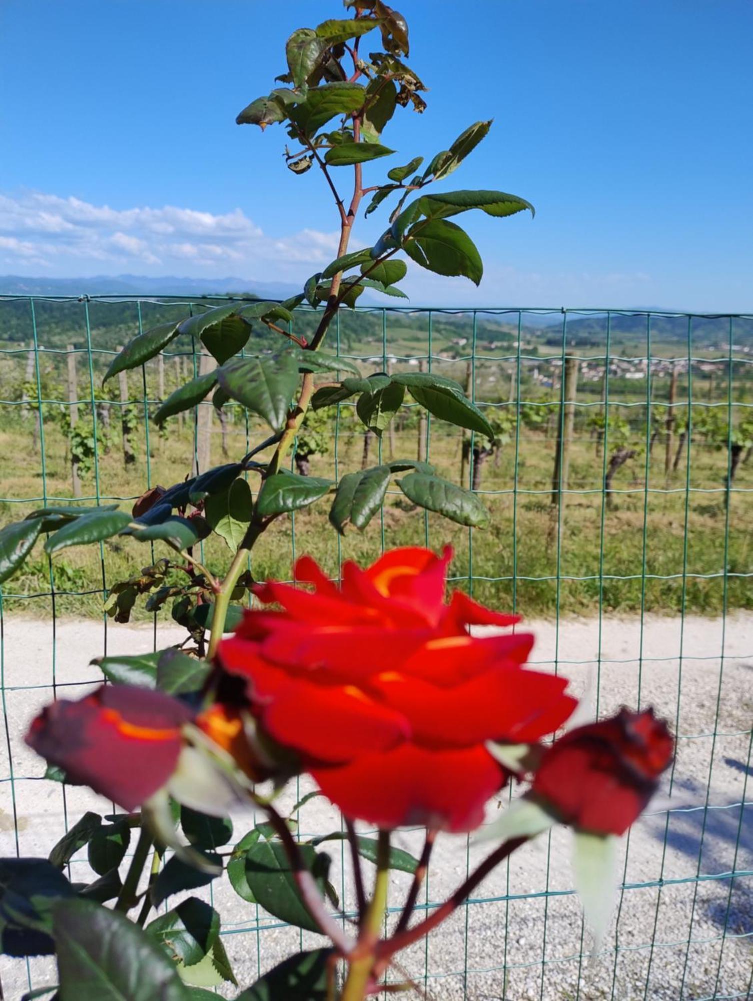 Le Badie Wine Resort Rosazzo Dış mekan fotoğraf